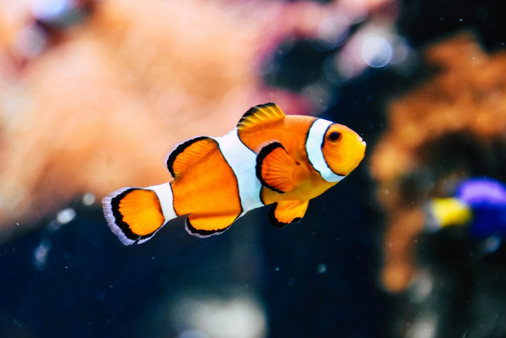 Ein Clownsfisch als Symbolbild für Artikel "ESC 2025: Nemo fordert Ausschluss von Israel"